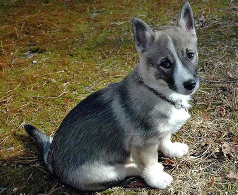 Swedish Vallhund Puppies - Profile | Care | Fact | Traits | Health ...