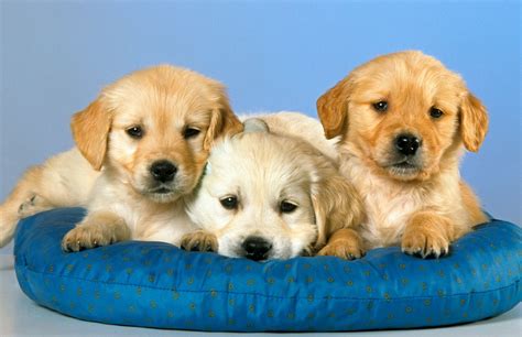 dog pictures wallpicsnet wallpapers  pictures backgrounds