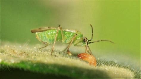 Control Biológico De Plagas Herramienta Sostenible Y Necesaria