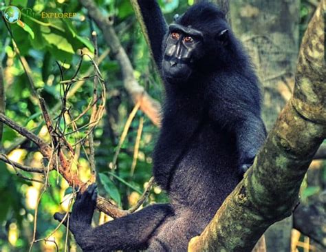 Crested Black Macaque Characteristics | Macaca Nigra Facts