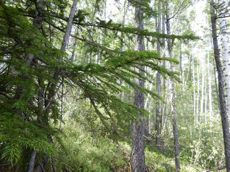 Picea jezoensis jezoensis from Зейский р н Амурская обл Россия on