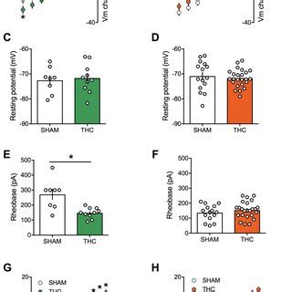 Prenatal THC Exposure Induces Sex Specific Alteration Of Intrinsic