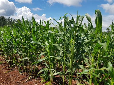 Gobierno Crea Programa Para Entrega De Fertilizantes Que Beneficiar A