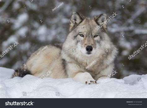 Close Gray Wolf Laying Down Snow Stock Photo 1613292688 | Shutterstock