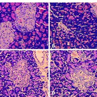 Representative Microphotographs Of Histopathological Examination Of