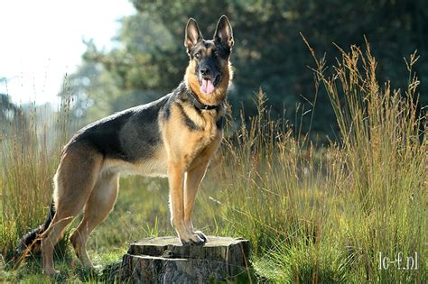 Katten Foto Bo De Herder Kruising Mechelse Herder X Duitse Herder