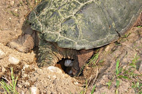 File:Snapping turtle 4 md.jpg - Wikipedia