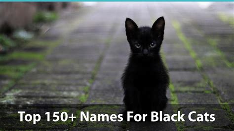 Top 150+ Names For Black Cats: Funny, Unique, Pop-Culture, And More!