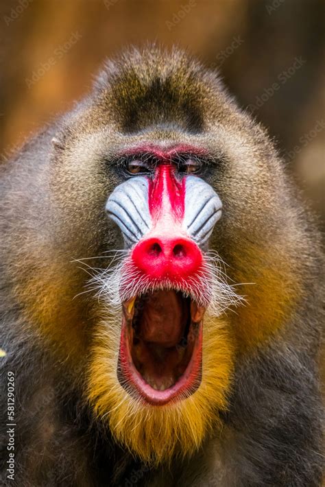 The mandrill (Mandrillus sphinx) are the wolrd's largest monkeys. They ...