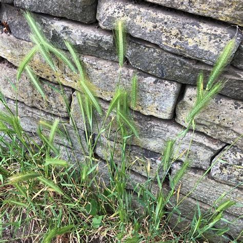 Grass Triticeae Doncaster Naturalists Society