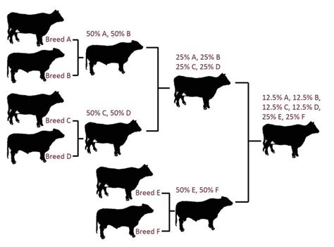 Crossbreeding systems for beef cattle