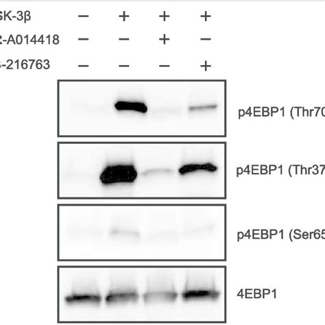 In Vitro Kinase Assays In Vitro Kinase Assays Were Performed Using