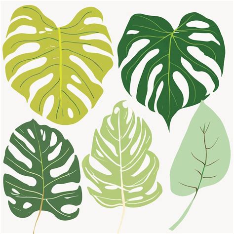 Conjunto Vectorial De Hojas De Monstera Vector Premium