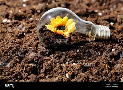 Flower Growing Inside A Light Bulb On Soil Concept For Multiple Uses