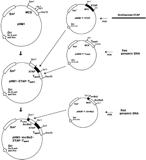 Schematic Representation Of The Development Of The Recombinant