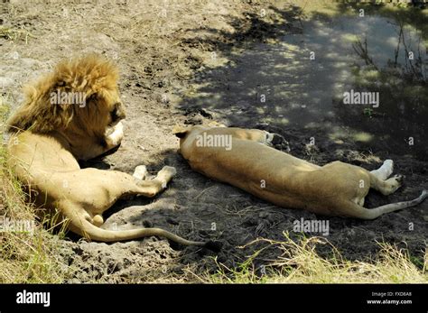 Mating Lion Hi Res Stock Photography And Images Alamy