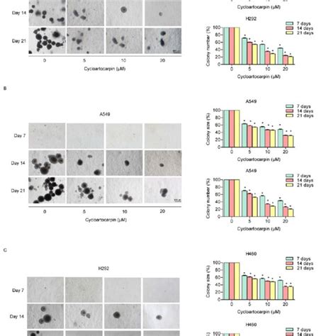 Cytotoxic Effect Of Cycloartocarpin On Human Non Small Cell Lung Cancer