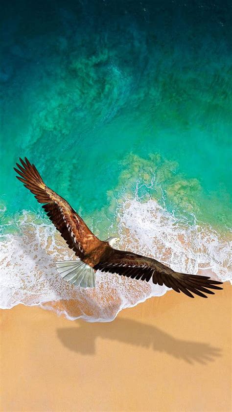 Flying Eagle Hd Wallpapers P