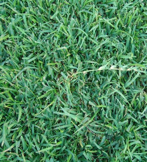 9 Types Of Grass For Lawns In Broward County Lawncierge