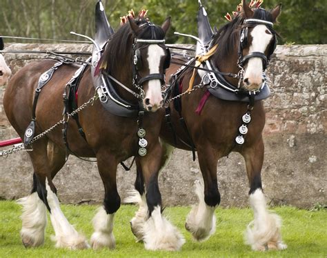 Clydesdale Horse Breed