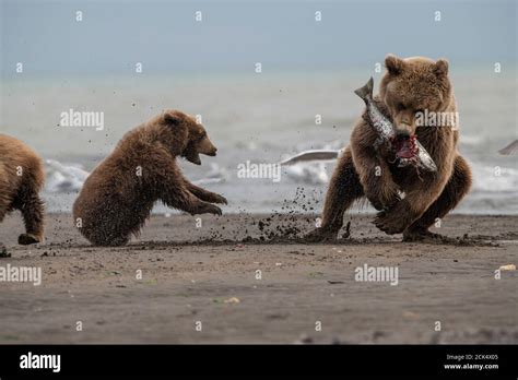 Oso Robando Pescado De Cachorro Fotograf As E Im Genes De Alta