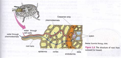 Structure Of Plant Organ Cortex And Endodermis - New Science Biology