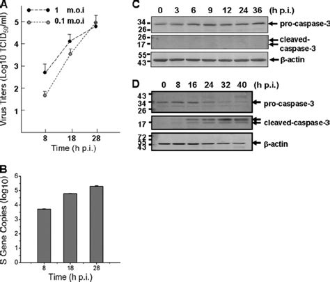 Replication Of SFTSV In Human Monocytes Without Causing Apoptosis A