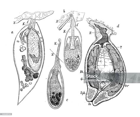 Antique Biology Zoology Image Sacculina Carcini Larva Stock ...