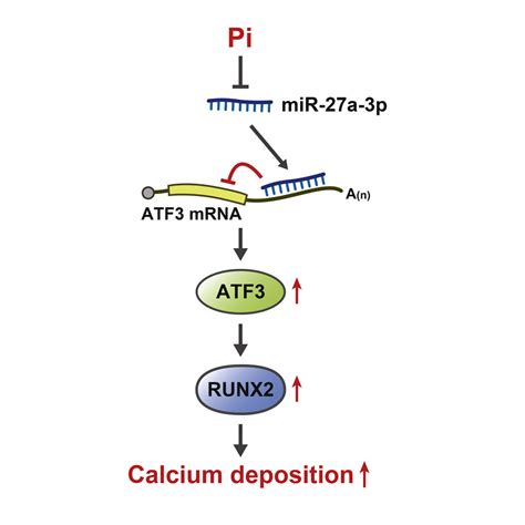 Mir A P Targets Atf To Reduce Calcium Deposition In Vascular Smooth