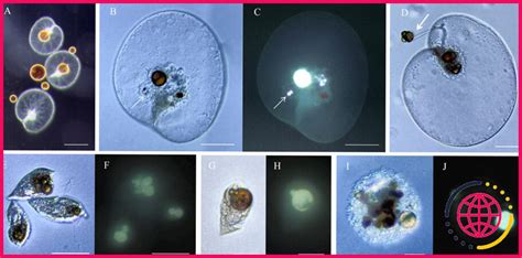 Les Diatom Es Sont Elles Autotrophes Ou H T Rotrophes Lizengo Fr