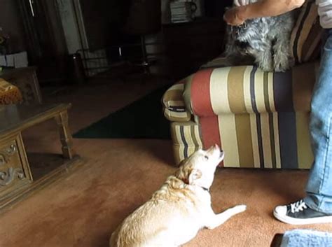 What These Jealous Dogs Are Doing Will Make You Laugh Dog Blab