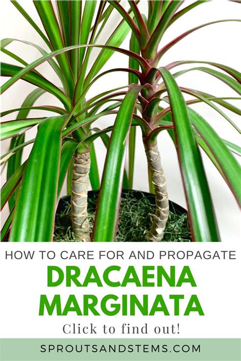 Easy Dracaena Marginata Care Guide Dracaena Plant Plant Care