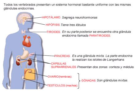 Sistema Endocrino Resumen 5700 | The Best Porn Website