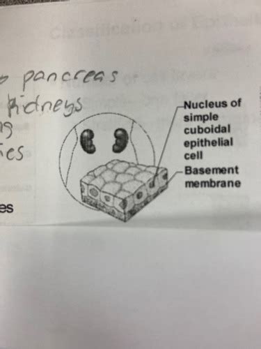 Chapter 3 Diagrampictures Flashcards Quizlet