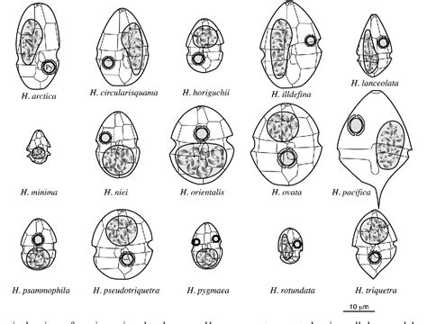 Figure 3 From Taxonomy And Identification Of The Armored Dinoflagellate