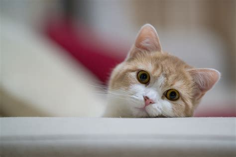 Wallpaper Cat Muzzle Eyes Playful 2048x1365 CoolWallpapers