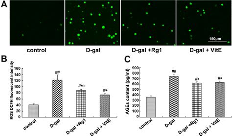 Figure 1 From Protective Effect Of Ginsenoside Rg1 On Hematopoietic