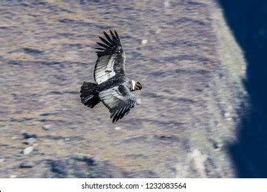 Condor Soaring Royalty Free Photos And Stock Images Shutterstock