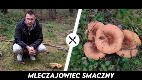 Mleczajowiec Smaczny Krówka o zapachu śledzia YouTube