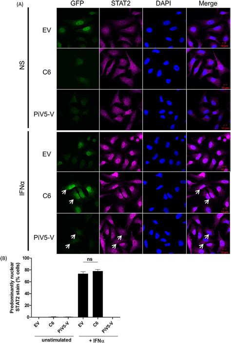 C6 does not inhibit the IFNα induced nuclear translocation of STAT2