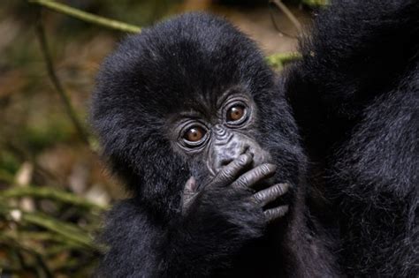 Combing Gorilla Trekking And Malawi Safari Kisoro Tours Uganda