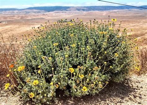 Best Hikes And Trails In Antelope Valley California Poppy Reserve State