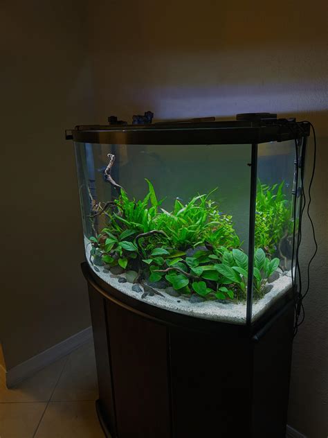 36g Bow Front R Aquariums