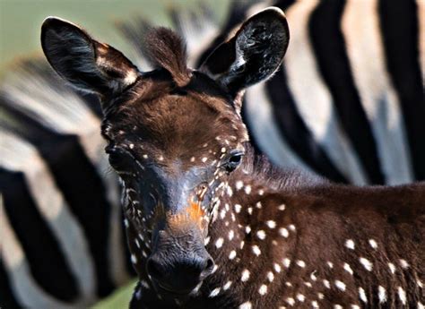 Remarkably Rare Zebra With Spotted Coat Captured By Wildlife Photographer