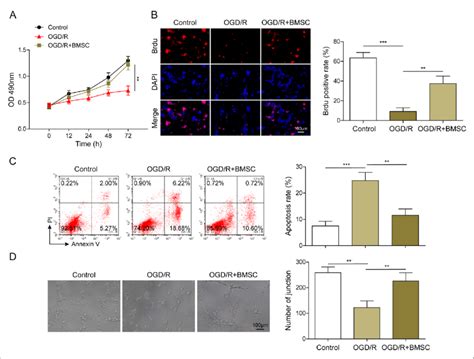 Bmscs Inhibit The Apoptosis And Promote The Proliferation Of