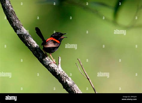 Red Backed Fairywren Malurus Melanocephalus Red Backed Fairy Wren