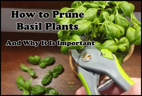 How To Prune Basil Plants And Why It Is Important Gardening Break