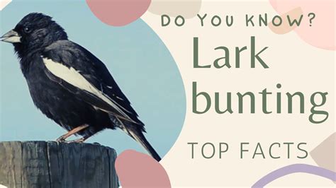 Lark Bunting Facts Medium Sized American Sparrow State Bird Of