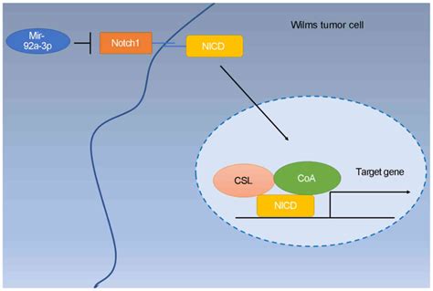 Microrna A P Inhibits The Cell Proliferation Migration And Invasion