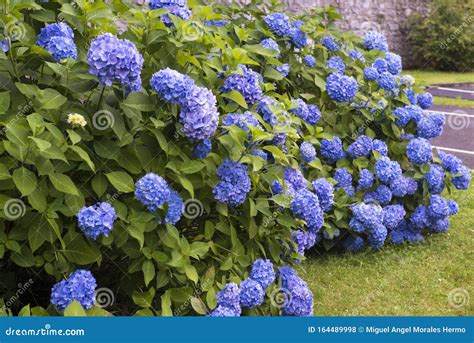 Great Garden with Hydrangeas of Blue Colour Stock Photo - Image of flower, vibrant: 164489998